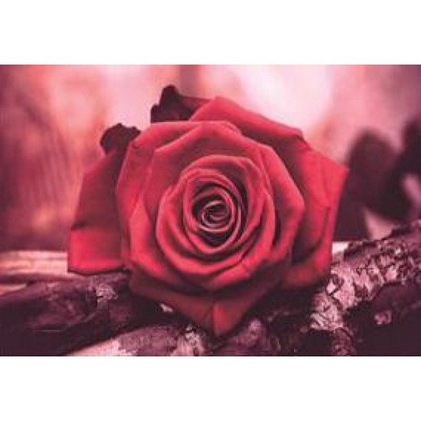 112158 EJS20463 Алмазна мозаїка за номерами 20*30см "Самотня троянда"